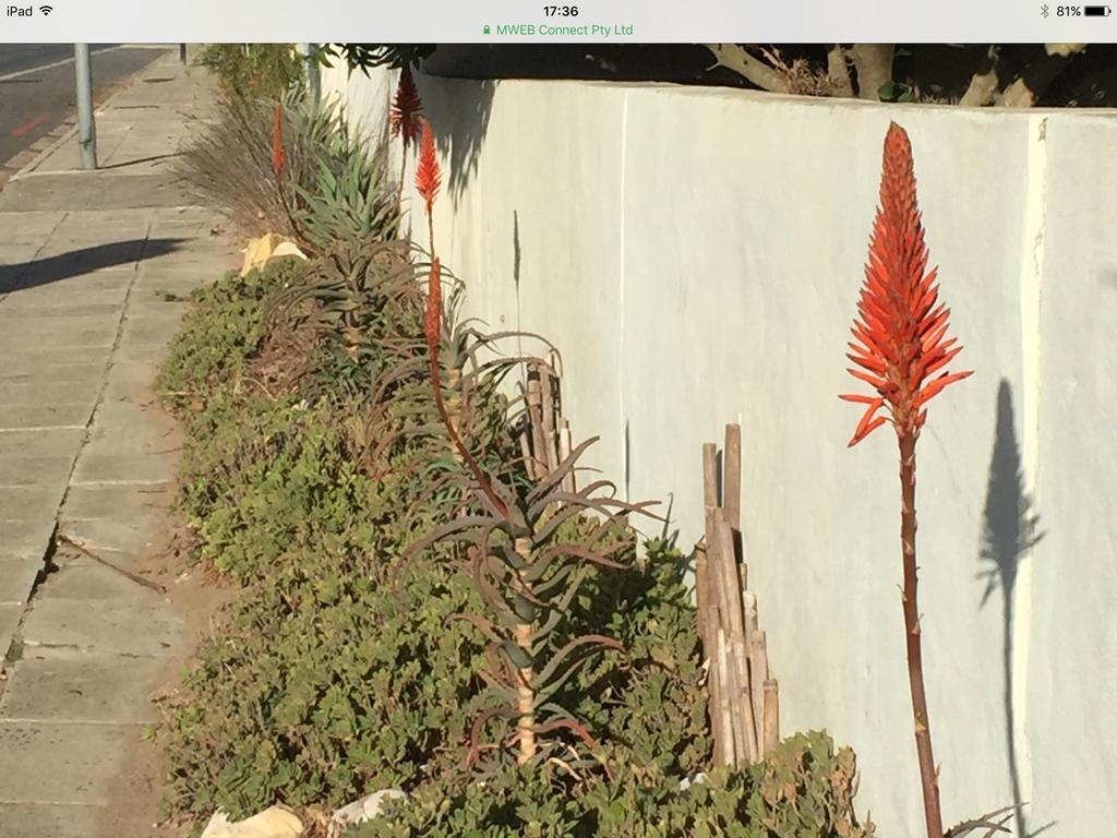77 On 7Th Street Apartment Hermanus Bagian luar foto